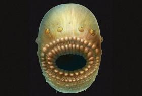 Your oldest ancestor was really weird and had a big mouth 